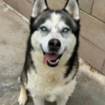 Siberian Husky Lolo, 12/2019, ca. 65 cm