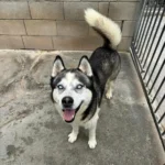 Siberian Husky Lolo, 12/2019, ca. 65 cm