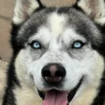 Siberian Husky Lolo, 12/2019, ca. 65 cm