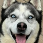 Siberian Husky Lolo, 12/2019, ca. 65 cm