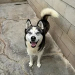 Siberian Husky Lolo, 12/2019, ca. 65 cm