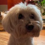 Malteser Lucas, 06/2009, ca. 30 cm, 67283 Obrigheim