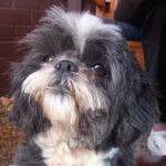 Shih Tzu Luna, 01/2018, ca. 30 cm, 30880 Laatzen