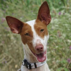 Podenco Mischling Luz, 05/2023, ca. 50 cm