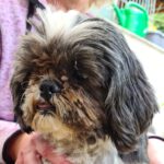 Shih Tzu Manchita, 01/2018, ca. 25 cm, 35796 Weinbach