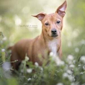 Podenco Mischling Mara, 10/2021, ca. 35 cm