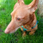 Podenco Maneto Marina, 06/2017, ca. 34 cm, 71065 Sindelfingen