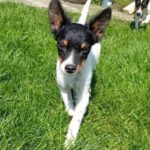 Bodeguero Mischling Marvin, 02/2024, Endgröße ca. 40 cm, 06259 Frankleben