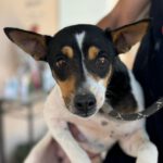 Bodeguero Matilda, 06/2021, ca. 35 cm