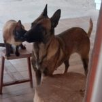 Malinois Mischling Nara, 01/2023, ca. 65 cm