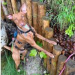 Podenco Neo, 10/2023, Endgröße ca. 40 cm, 24105 Kiel