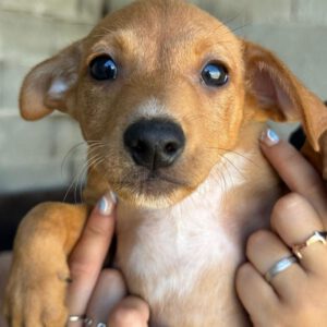 Podenco Otter, 04/2024, Endgröße ca. 40 cm