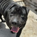 Shar Pei Pegui, 07/2020, ca. 55 cm