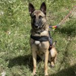 Malinois Mischling Pieza, 09/2019, ca. 65 cm