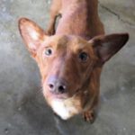 Podenco Pulgui, 06/2021, ca. 40 cm