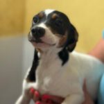 Bodeguero- Podenco Mischling Ria, 01/2024, ca. 30 cm