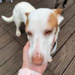 Podenco Maneto Ricardo, 06/2023, ca. 35 cm, 59797 Arnsberg