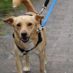 Podenco Robin, 08/2022, ca. 35 cm, 61267 Neu-Anspach