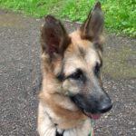 Schäferhund Rochelle, 12/2020, ca. 60 cm, 53809 Ruppichteroth