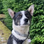 Mischling Romeo, 05/2022, ca. 30 cm, 35423 Lich