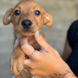 Podenco Roo, 04/2024, Endgröße ca. 40 cm