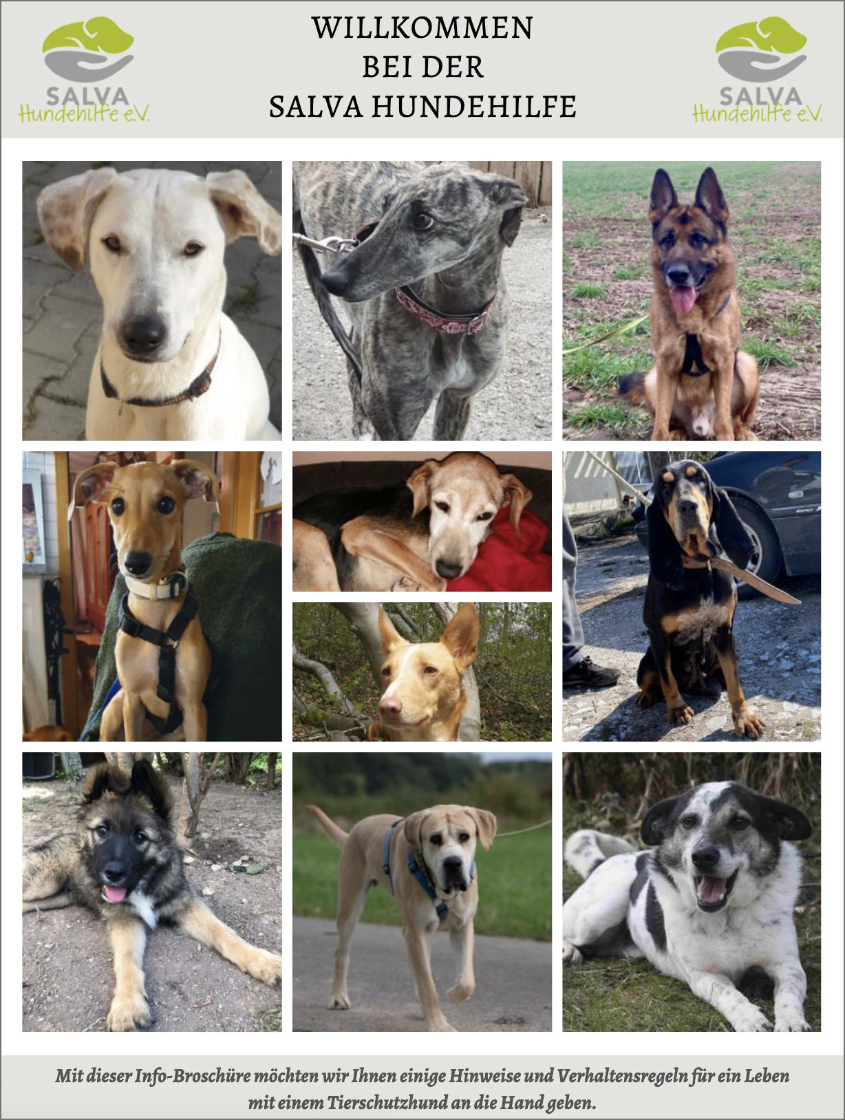 Info Broschüre SALVA Hundehilfe e.V. des SALVA Hundehilfe e.V.