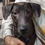 Mischling Salva, 12/2022, ca. 40 cm, 23909 Ratzeburg