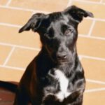 Schäferhund Mischling Selva, 11/2023, Endgröße ca. 50 cm