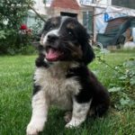 Mischling Sisu, 03/2024, Endgröße ca. 45- 50 cm