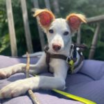 Podenco Mischling Snow, 01/2024, Endgröße ca. 45 cm, 21224 Rosengarten