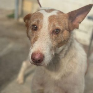 Podenco Soberia, 07/2025, ca. 60 cm