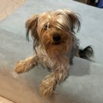 Yorkshire Terrier Suli, 06/2023, ca. 30 cm