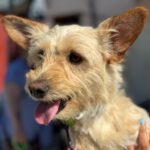 Dackel Mischling Timon, 06/2021, ca. 28 cm