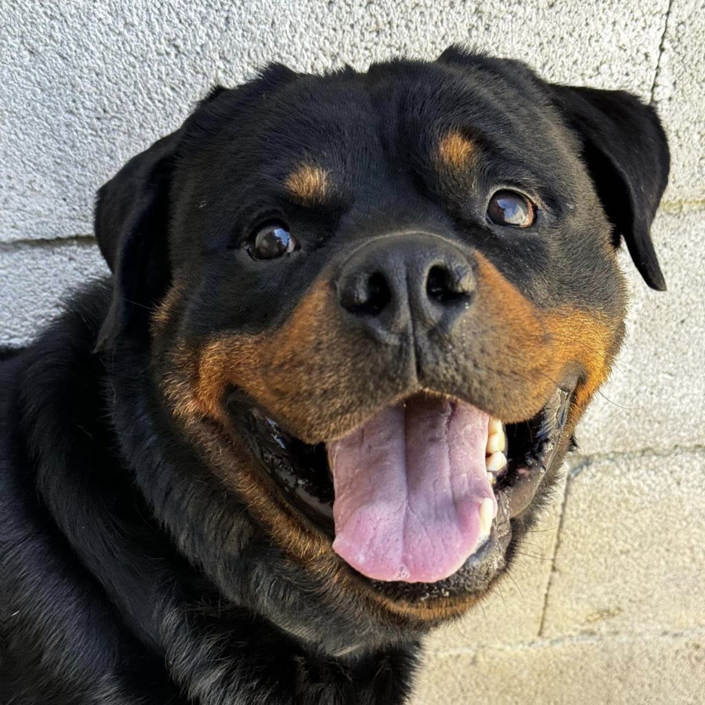 Rottweiler Toby, 03/2021, ca. 65 cm