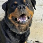 Rottweiler Toby, 03/2021, ca. 65 cm