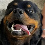 Rottweiler Toby, 03/2021, ca. 65 cm