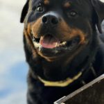 Rottweiler Toby, 03/2021, ca. 65 cm