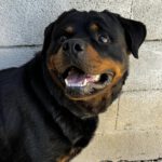 Rottweiler Toby, 03/2021, ca. 65 cm