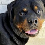 Rottweiler Toby, 03/2021, ca. 65 cm