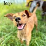 Podenco Mischling Togo, 11/2021, ca. 42 cm