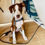 Podenco Waldo, 02/2024, Endgröße ca. 45 cm,24939 Flensburg