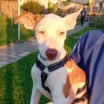 Podenco Mischling Whiskey, 02/2024, Endgröße ca. 45 cm, 06217 Merseburg