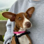 Podenco Wren, 02/2024, Endgröße ca. 45 cm, 61267 Neu-Anspach