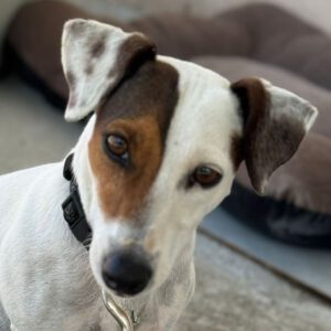 Jack Russel Terrier Amelia, 07/2022, ca. 30 cm