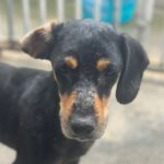 Mischling Angel, 07/2020, ca. 42 cm