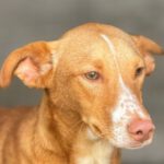 Podenco Anton, 06/2023, ca. 49 cm, 15345 Altlandsberg