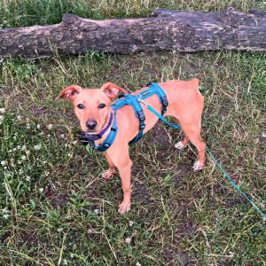 Podenco Mischling Ariel, 07/2023, ca. 40 cm, 16761 Henningsdorf