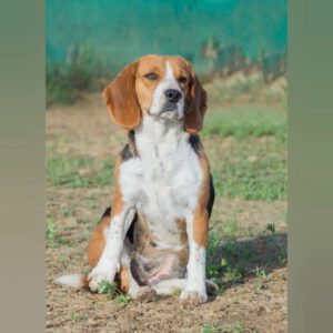 Beagle Aura, 04/2023, ca. 40 cm