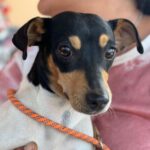 Bodeguero Beatrix, 06/2023, ca. 35 cm, 76287 Rheinstetten