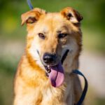 Mischling Bojan, 06/2021, ca. 50 cm